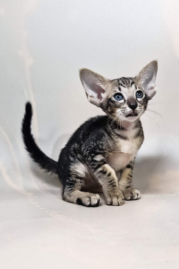 Goofy | Oriental Shorthair Kitten