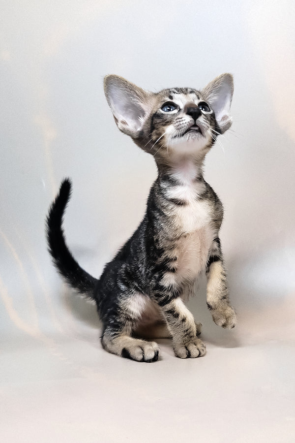 Goofy | Oriental Shorthair Kitten