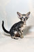 Goofy | Oriental Shorthair Kitten