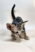 Goofy | Oriental Shorthair Kitten