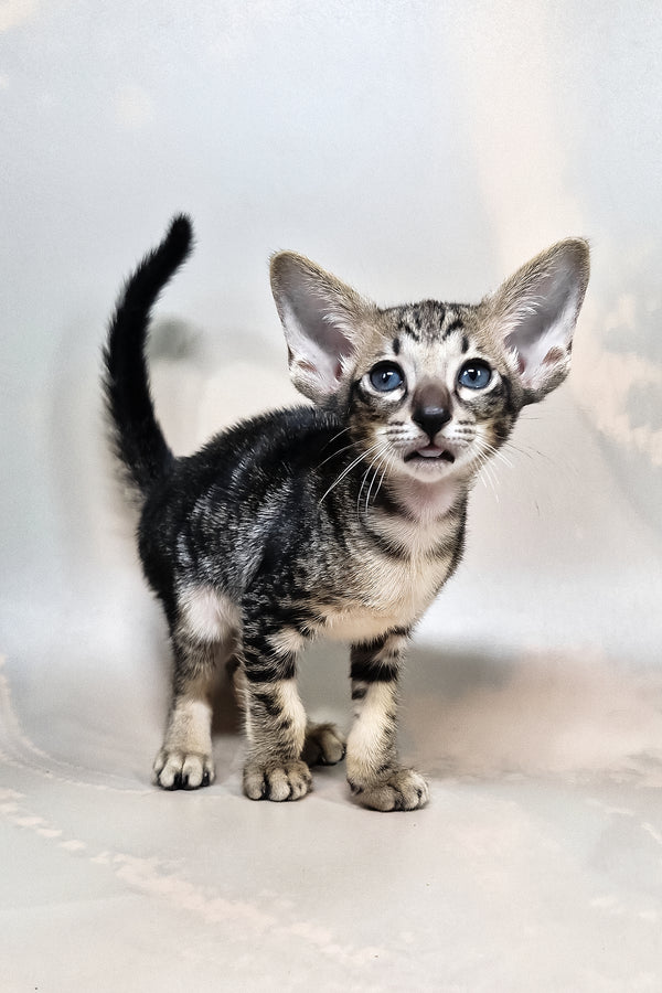 Goofy | Oriental Shorthair Kitten