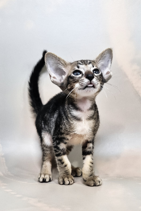 Goofy | Oriental Shorthair Kitten