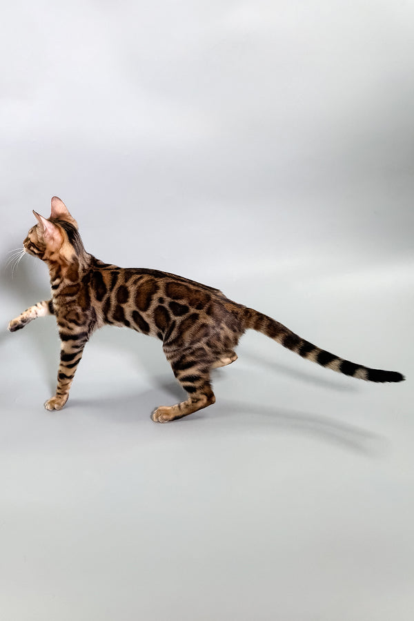 Grace | Bengal Kitten