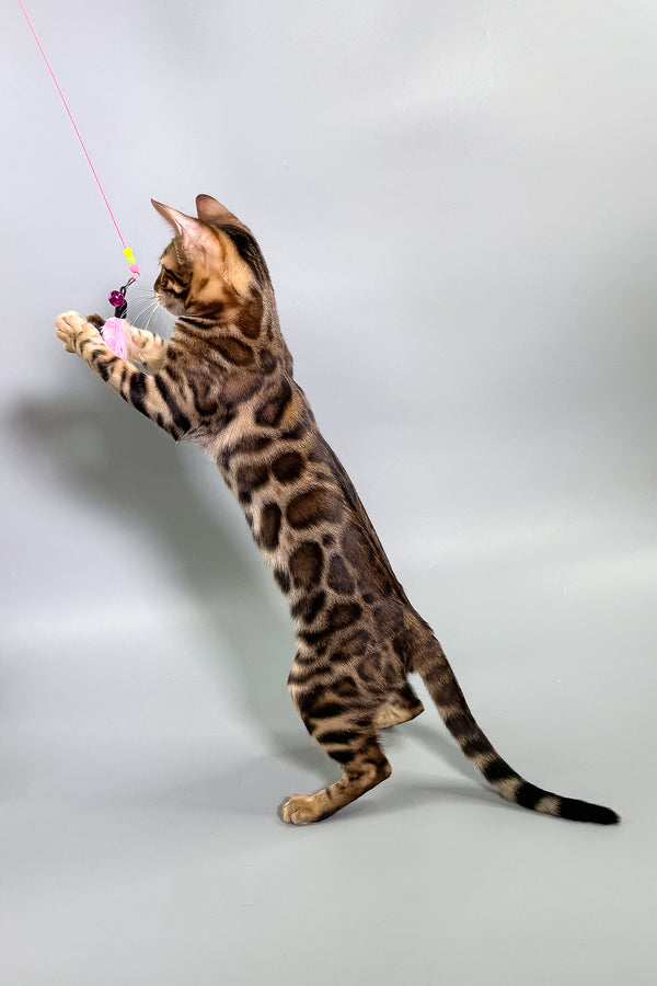Grace | Bengal Kitten