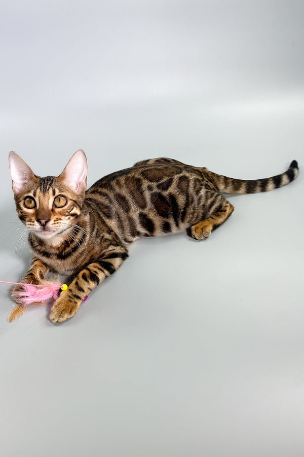 Grace | Bengal Kitten
