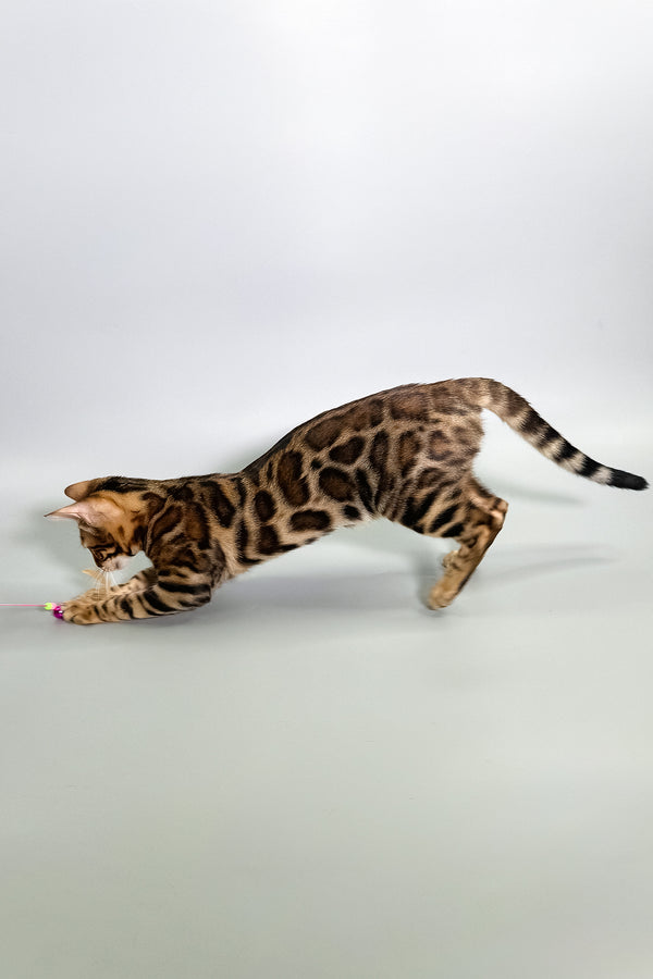 Grace | Bengal Kitten