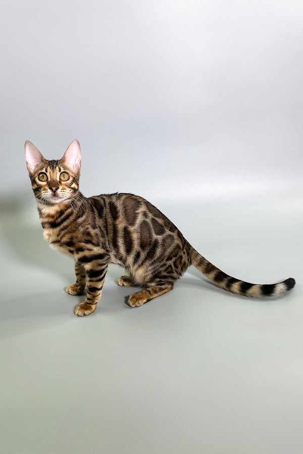 Grace | Bengal Kitten