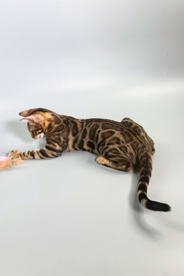 Grace | Bengal Kitten