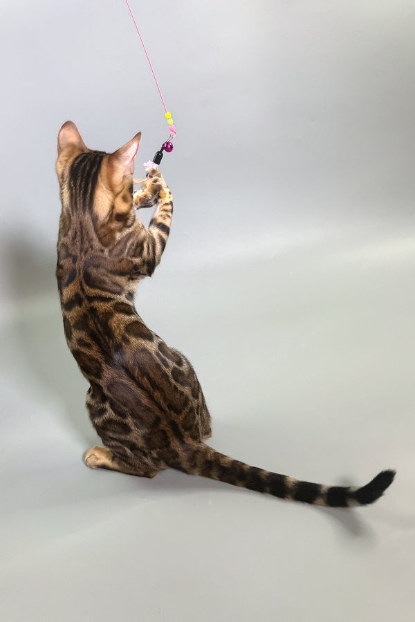 Grace | Bengal Kitten