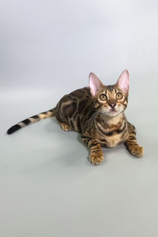 Grace | Bengal Kitten