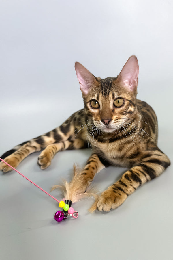 Grace | Bengal Kitten