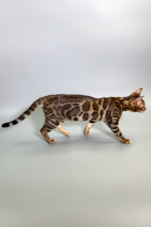 Grace | Bengal Kitten