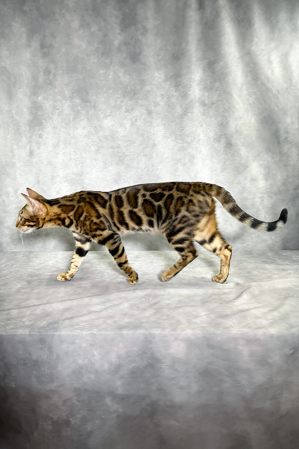 A sleek bengal kitten with rich brown black spotted tabby rosettes walking gracefully in grace purebred kitties product
