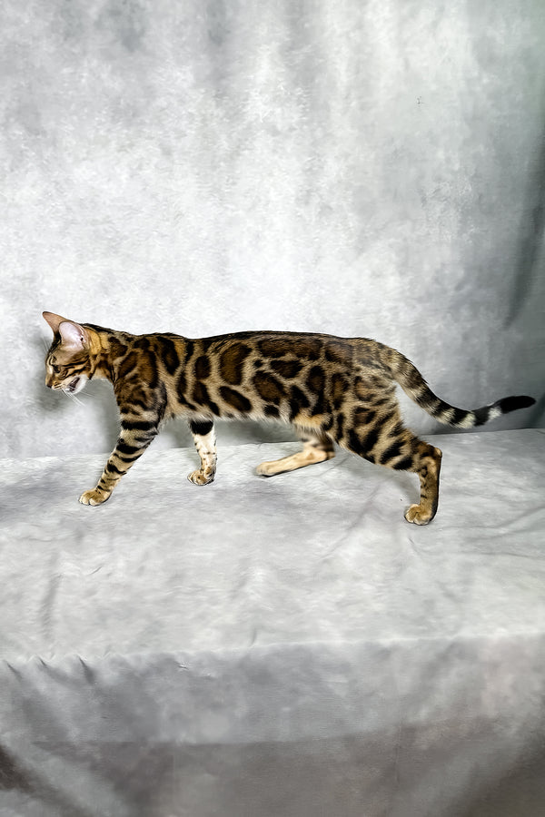 A sleek bengal kitten with a golden-brown coat and bold black spotted tabby rosettes walking on a soft gray surface