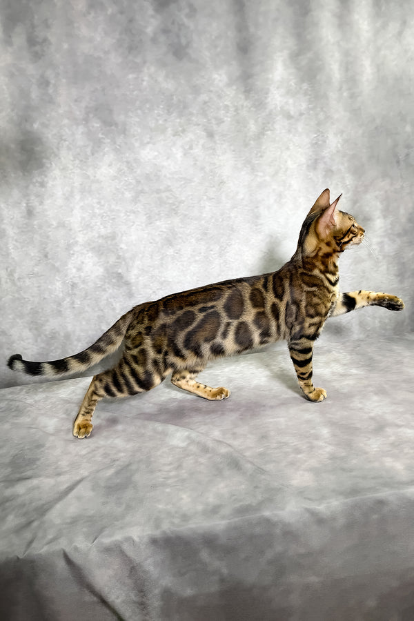 A sleek bengal kitten with a golden-brown coat and bold black spotted tabby rosettes standing on a soft gray surface