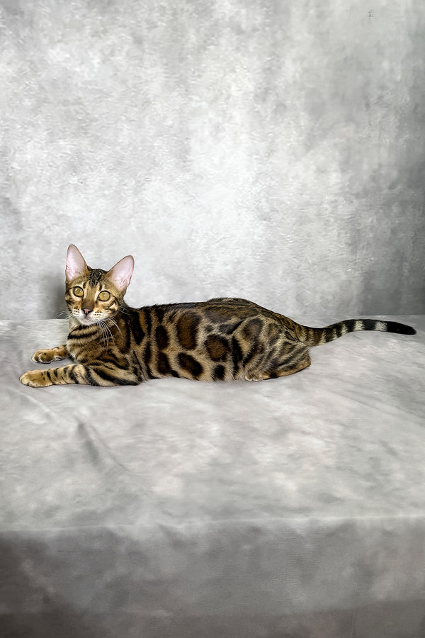 A sleek bengal kitten with golden eyes and a black spotted tabby coat lounges on a soft gray surface