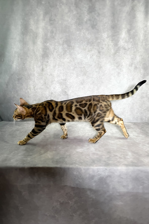 A sleek bengal kitten with a golden-brown coat and bold black spotted tabby rosettes walking on gray surface