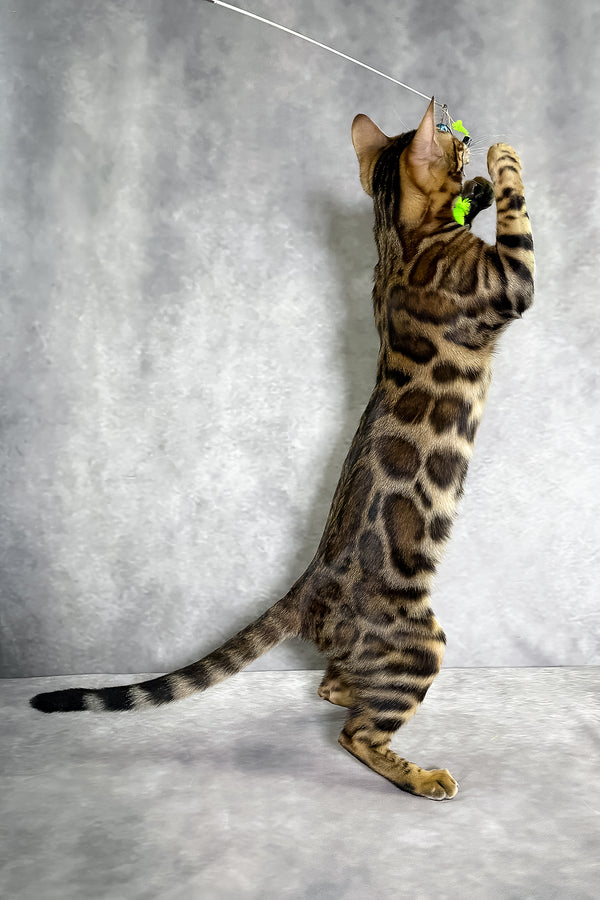 A sleek bengal kitten with a tan and dark brown black spotted tabby coat stands reaching for a green toy