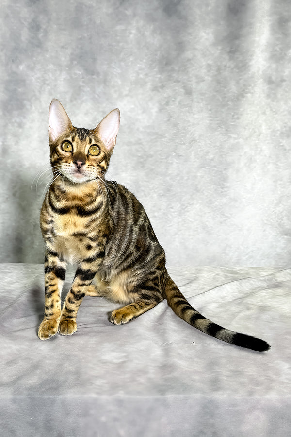 A sleek bengal kitten with golden eyes and black spotted tabby stripes sits poised on a soft gray surface