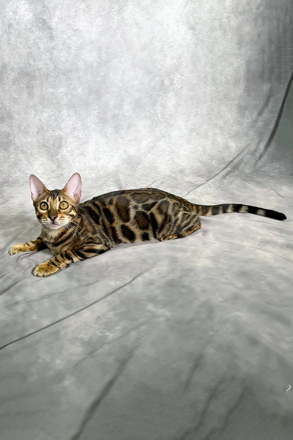 Grace bengal kitten with striking golden eyes and a rich black spotted tabby coat lies on a soft gray surface