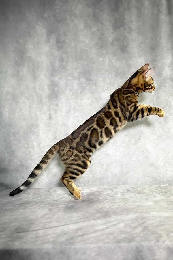 A sleek bengal kitten with a golden-brown coat and bold black spotted tabby rosettes captured mid-leap