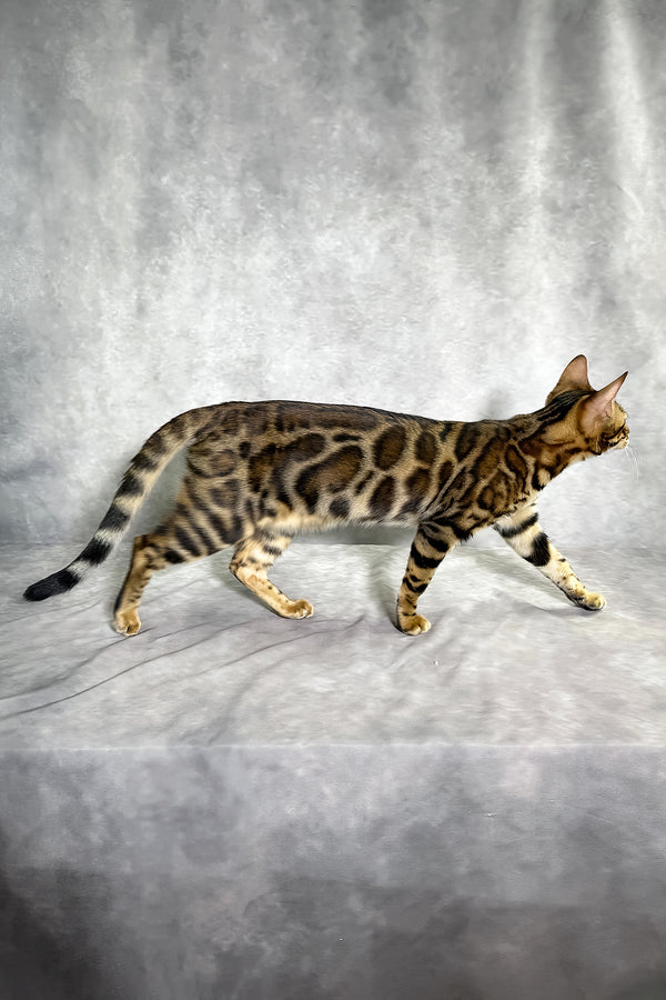 A sleek bengal kitten with a golden-brown coat and bold black spotted tabby rosettes walking gracefully in grace