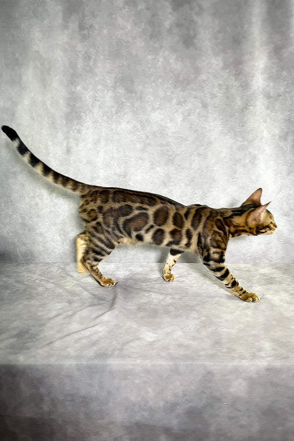 A sleek bengal kitten with a golden-brown coat and black spotted tabby rosette patterns standing on soft gray surface