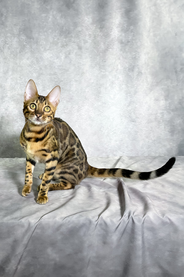 Grace bengal kitten with golden eyes and rich brown black spotted tabby coat sitting on soft gray fabric