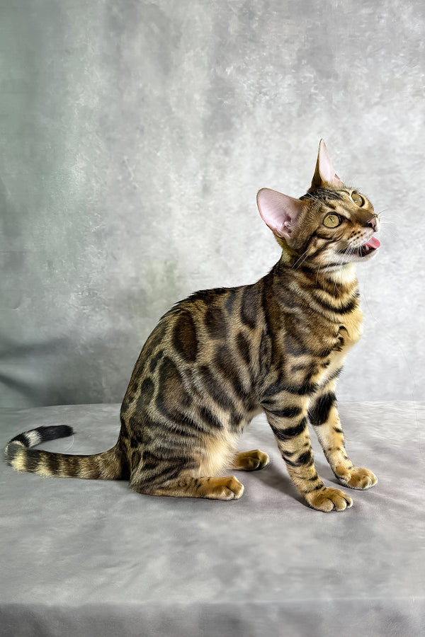 Grace bengal kitten is a sleek tan and black spotted tabby with golden eyes sitting on a gray surface