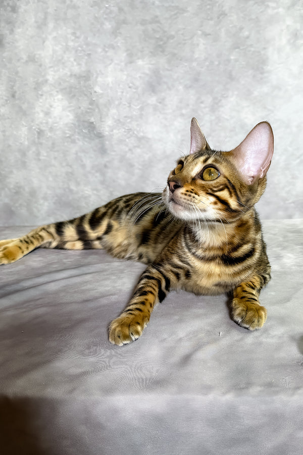 A sleek bengal kitten with golden eyes and a black spotted tabby coat lounges on a soft gray surface