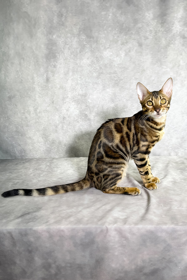 Grace bengal kitten with sleek short hair and black spotted tabby rosettes sitting on soft gray surface