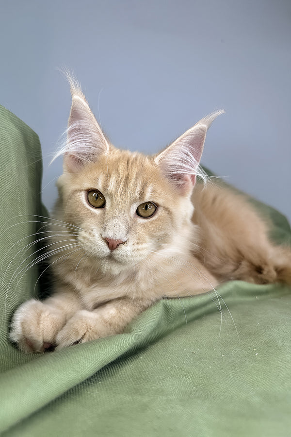Graham | Maine Coon Kitten