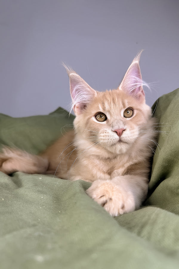 Graham | Maine Coon Kitten