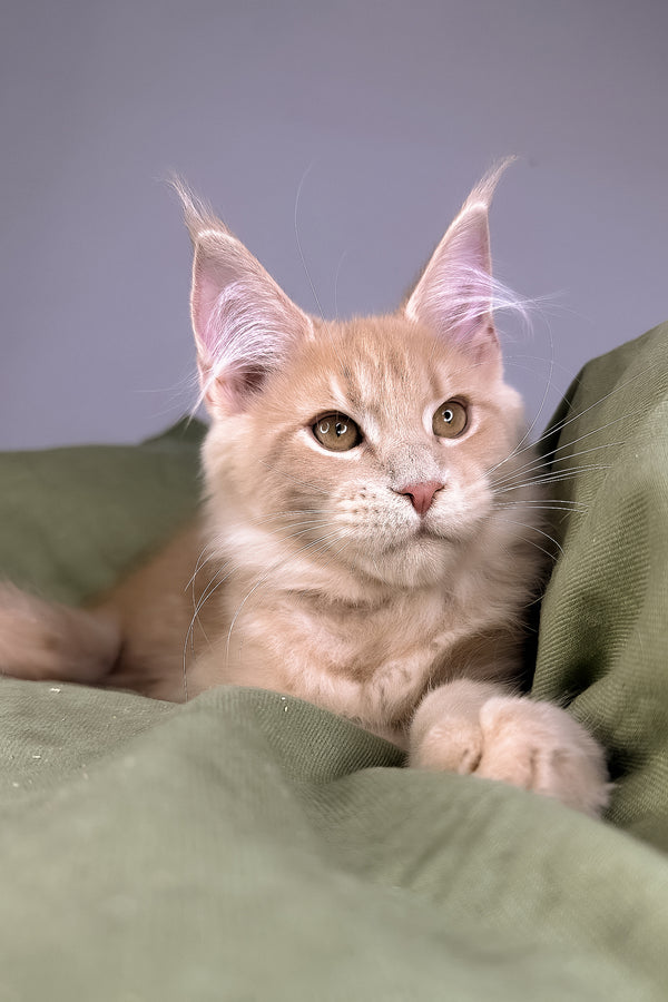 Graham | Maine Coon Kitten