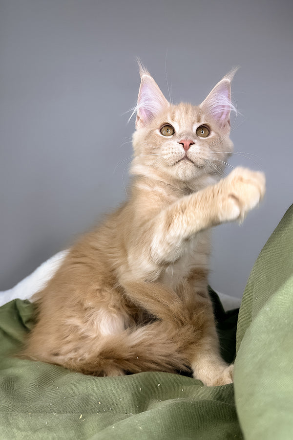 Graham | Maine Coon Kitten