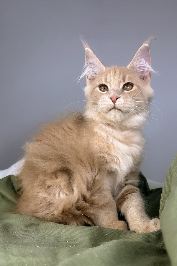 Graham | Maine Coon Kitten