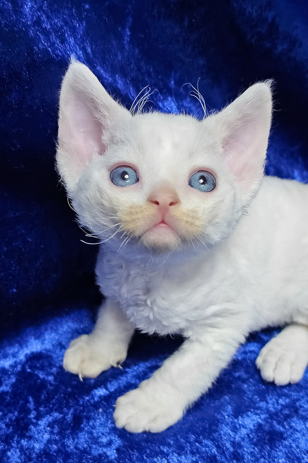 Gregory | Devon Rex Kitten