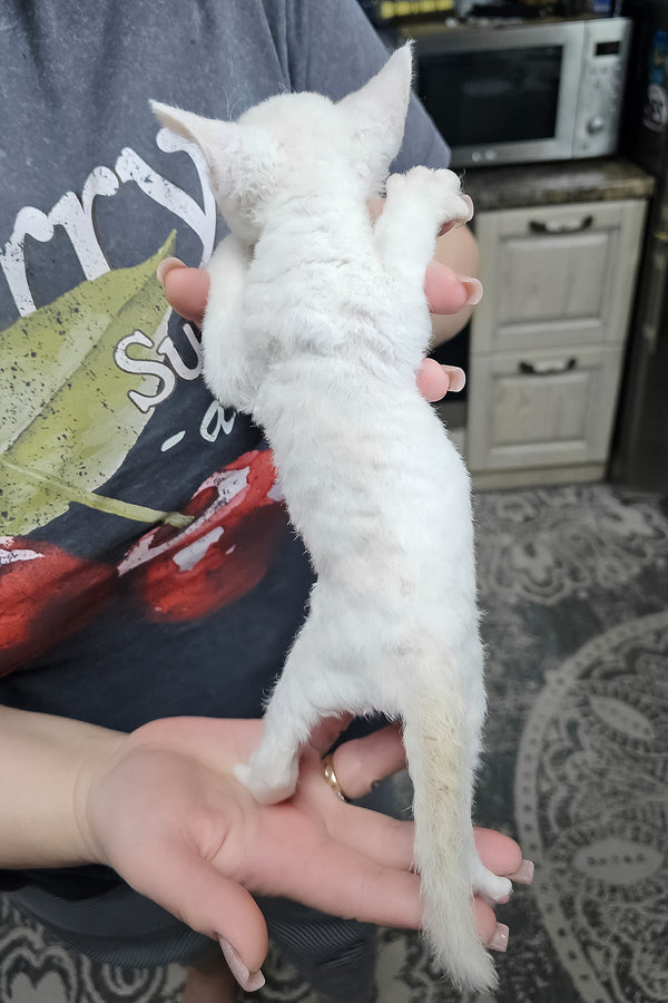 Gregory | Devon Rex Kitten
