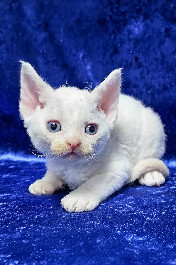 Gregory | Devon Rex Kitten