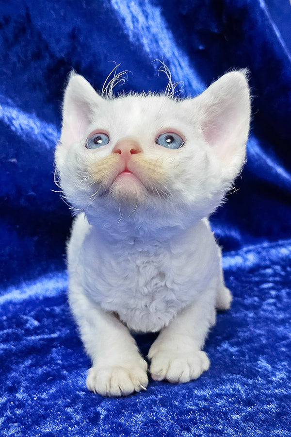 Gregory | Devon Rex Kitten