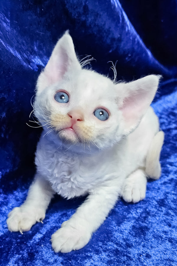 Gregory | Devon Rex Kitten