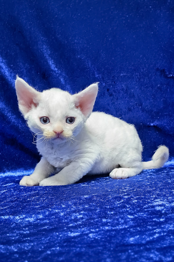 Gregory | Devon Rex Kitten