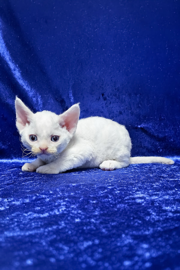 Gregory | Devon Rex Kitten