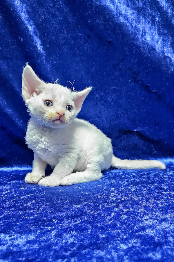 Gregory | Devon Rex Kitten