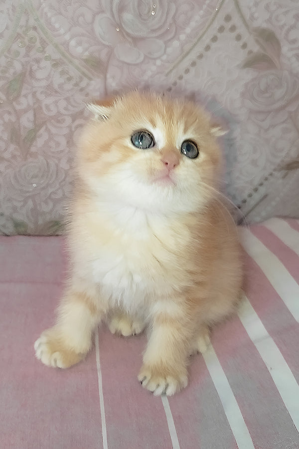 Grey | Scottish Fold Kitten