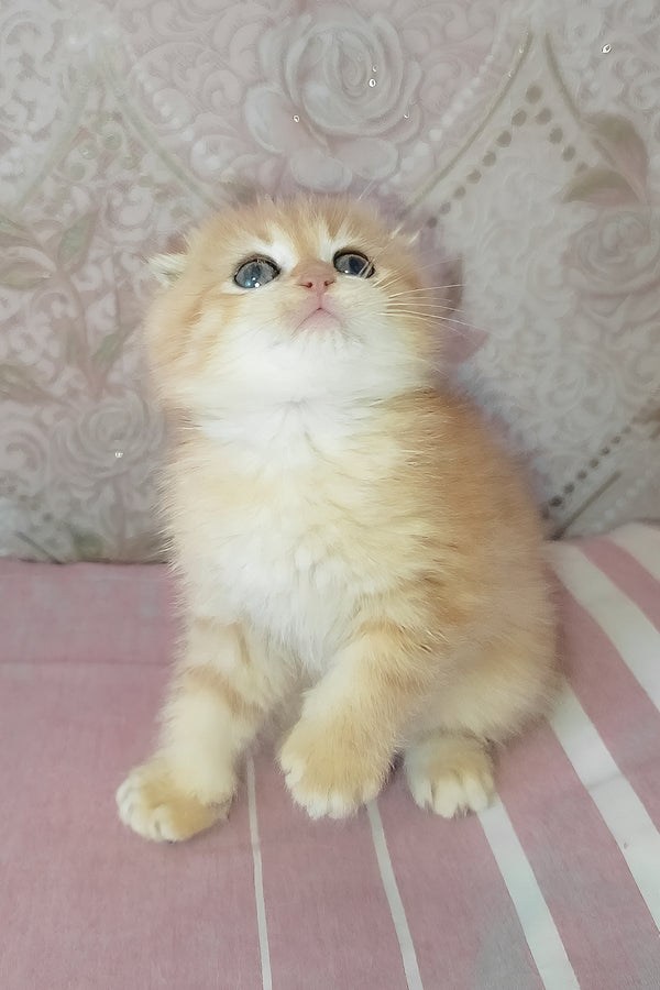 Grey | Scottish Fold Kitten
