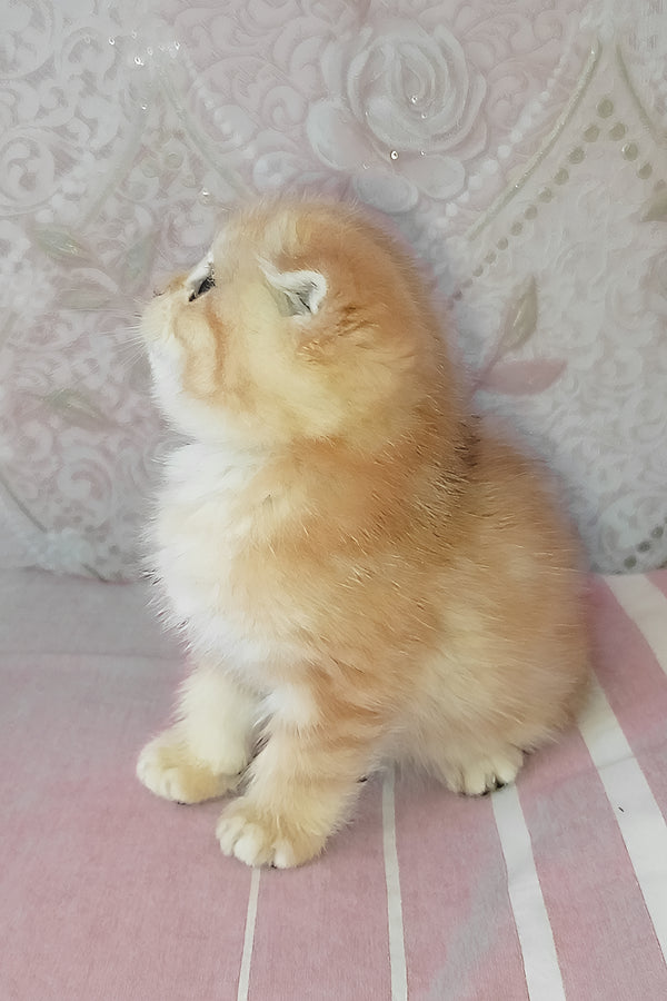 Grey | Scottish Fold Kitten