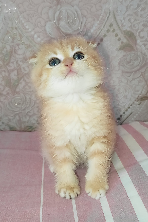 Grey | Scottish Fold Kitten
