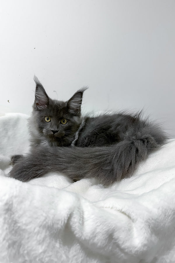 Griffith | Maine Coon Kitten