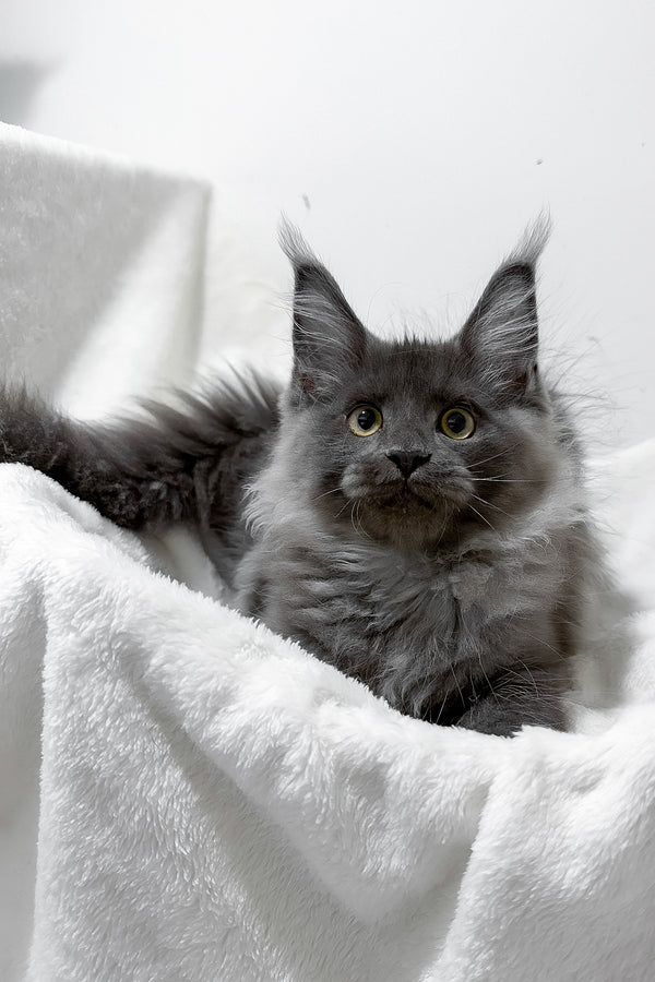 Griffith | Maine Coon Kitten